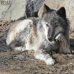 a gray wolf laying on the ground next to some rocks and dry grass with it's mouth open