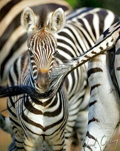 two zebras are standing next to each other