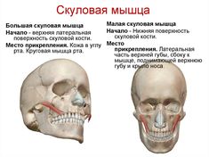 an image of the head and neck with muscles labeled in russian language on white background