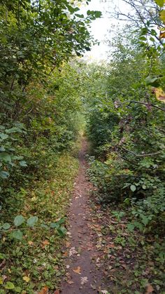 a dirt path in the middle of some trees and leaves on either side of it