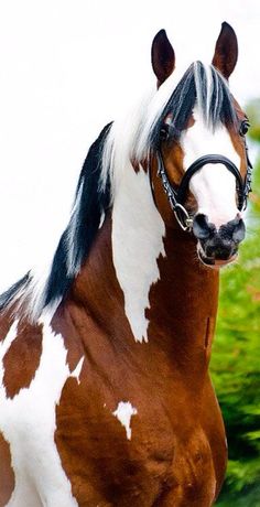 a brown and white horse standing in front of some bushes with its head turned to the side