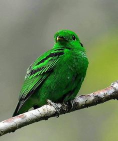 a green bird sitting on top of a tree branch