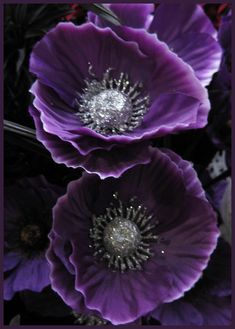 purple flowers with silver centers are arranged together