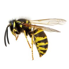 a bee with yellow and black stripes on it's wings