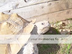 a tortoise shell sitting on the ground next to a wooden fence