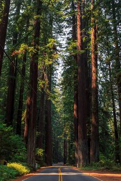 an empty road surrounded by tall trees in the forest