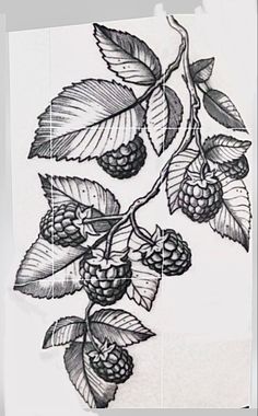 a black and white drawing of berries on a branch