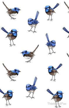 many blue birds are standing in the same pattern as one bird with its wings spread