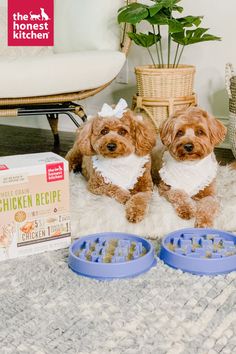 two brown dogs sitting next to each other on top of a white rug with blue bowls