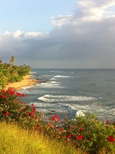 an ocean view with red flowers on the shore and green grass in front of it