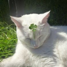 a white cat laying down with a four leaf clover on it's head in the grass