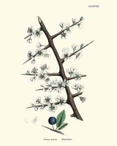 an illustration of a tree with white flowers and green leaves