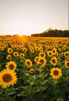 sunflowers in a field at sunset with trees in the background