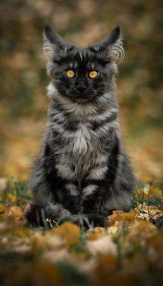 a black and white cat sitting on top of leaves in the grass with yellow eyes