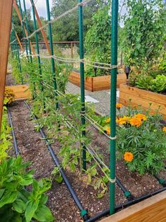 a garden filled with lots of green plants and orange flowers on top of wooden boards