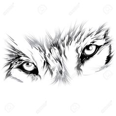 an artistic black and white drawing of a tiger's eyes stock photo, images and royalty