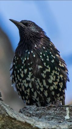 a small black bird sitting on top of a tree branch in front of a blue sky