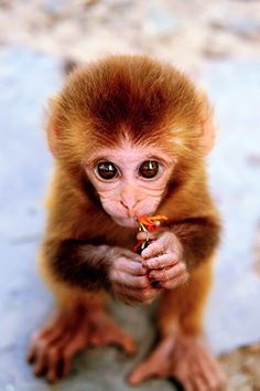 the cover of a book with an image of a monkey holding something in it's mouth