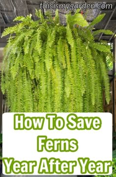 ferns growing in a greenhouse with text overlay how to save ferns year after year