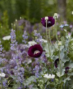 purple and white flowers are in the middle of some green plants with bluebells