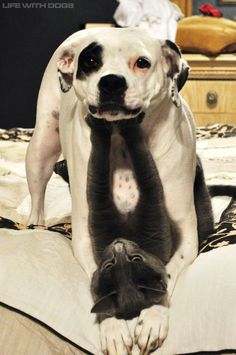 a black and white dog laying on top of a bed