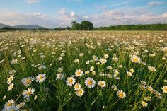 a field full of daisies under a blue sky