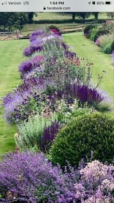 the garden is full of purple flowers and green grass