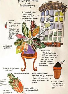 a drawing shows the different types of houseplants and how they can be used to care for them