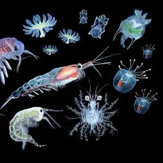 an artist's rendering of sea life including shrimp, squid, and other animals