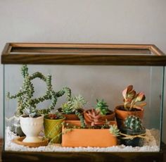 there are many different types of plants in the glass case on the table, including cacti and succulents