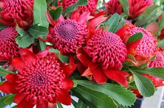 a bunch of red flowers with green leaves