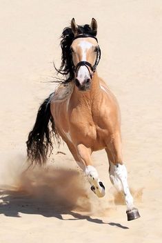 a horse is running in the sand with its head turned to the side and it's front legs spread out