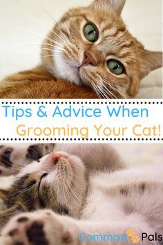 an orange and white cat laying on top of a bed with the words tips & advice when grooming your cat