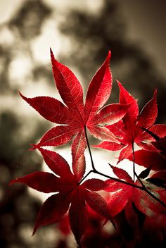 red leaves are shown in the sunlight