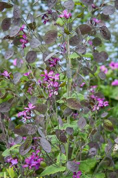 purple flowers and green leaves in a field