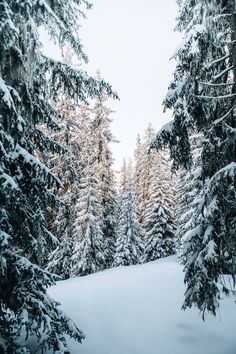 snow covered trees in the middle of a forest