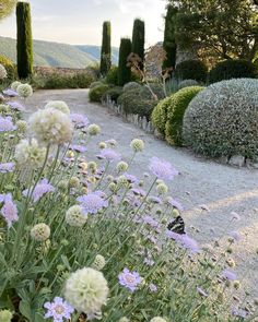 an image of a garden setting with flowers in the foreground