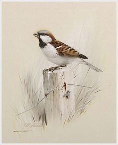 a bird sitting on top of a wooden post next to tall grass and dry grass