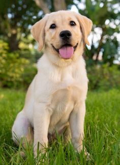 a yellow labrador retriever puppy sitting in the grass with his tongue out and looking at the camera