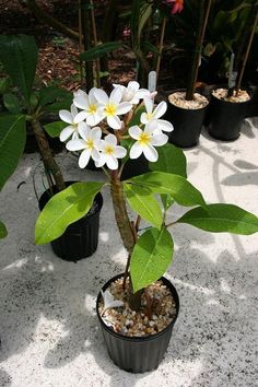 several potted plants with white and yellow flowers in them on a cement surface next to trees