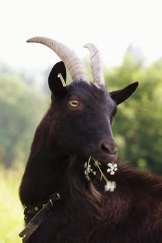 a goat with long horns and flowers in its mouth is looking at the camera while standing on some grass