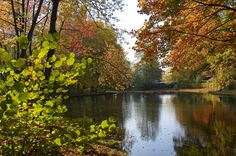 a lake surrounded by trees with leaves on the ground and water in front of it