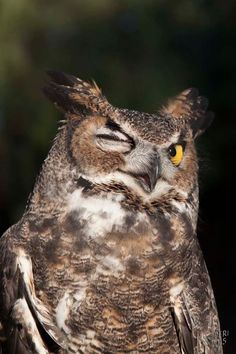 an owl with yellow eyes sitting on top of a tree branch