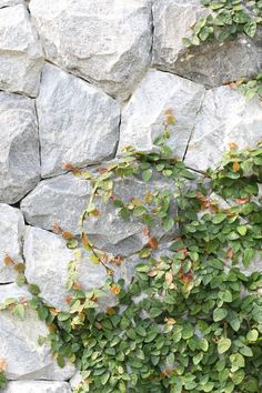 a stone wall with green plants growing on it