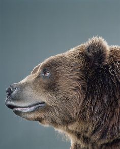 a brown bear standing in front of a gray background