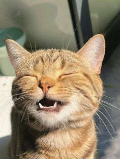 an orange tabby cat yawns while sitting outside