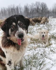 two dogs are sitting in the snow with their tongue out and one is looking at the camera