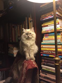 a cat is sitting on the arm of a chair in front of a bookshelf