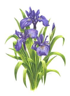 a drawing of purple flowers with green leaves on a white background, in color pencil