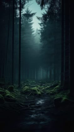 a dark forest filled with lots of trees and moss growing on the ground at night